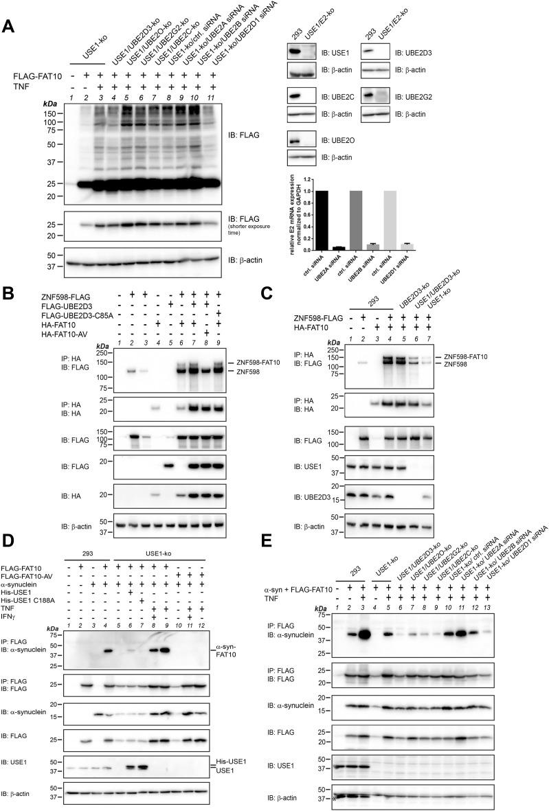 https://cdn.ncbi.nlm.nih.gov/pmc/blobs/6e6a/10442930/9549ca3dc0bc/LSA-2023-01985_Fig7.jpg