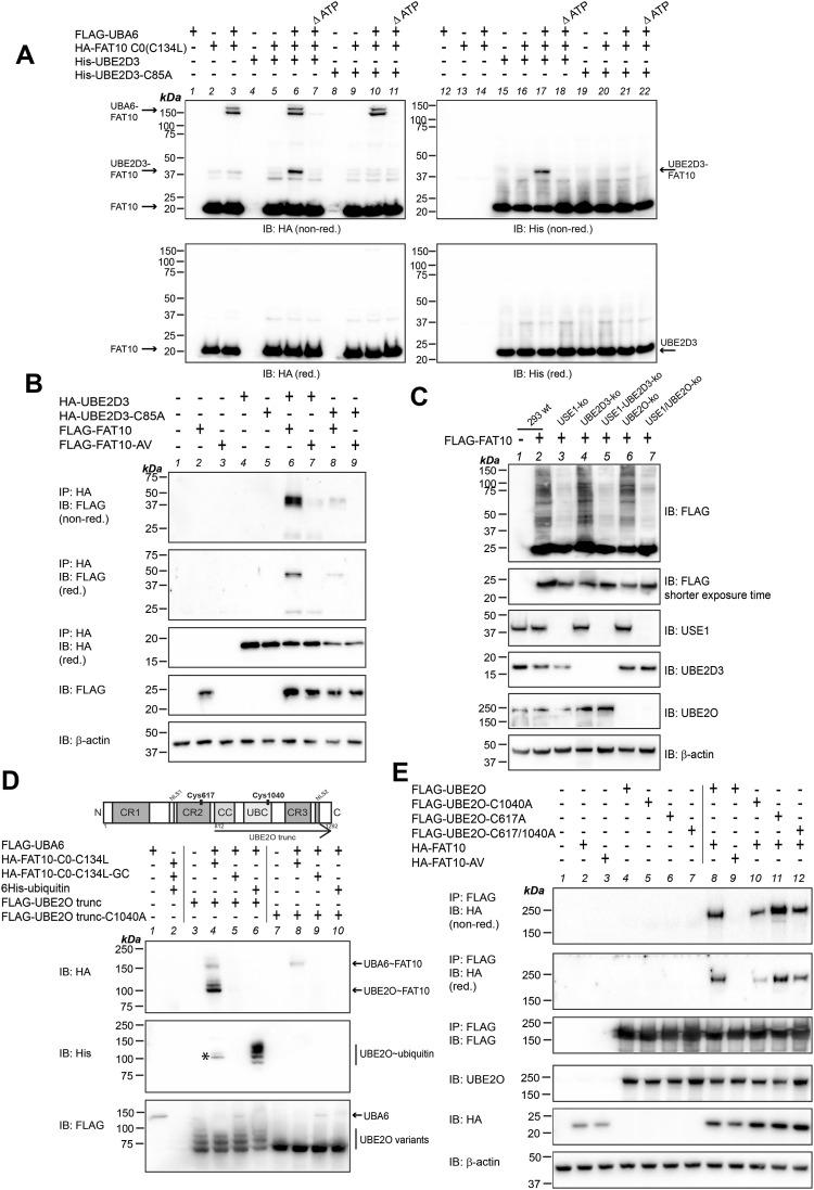 https://cdn.ncbi.nlm.nih.gov/pmc/blobs/6e6a/10442930/d896abc02fd4/LSA-2023-01985_Fig3.jpg