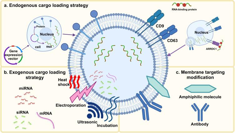 https://cdn.ncbi.nlm.nih.gov/pmc/blobs/6e6b/10924919/071f7c39d7ec/IJN-19-2241-g0006.jpg