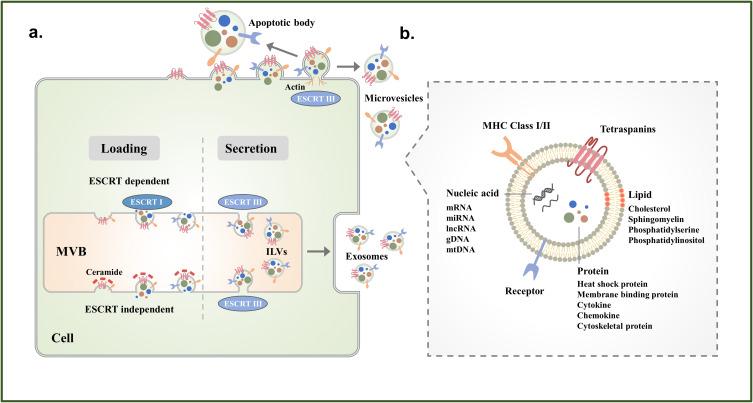 https://cdn.ncbi.nlm.nih.gov/pmc/blobs/6e6b/10924919/2e0e7bb08622/IJN-19-2241-g0002.jpg