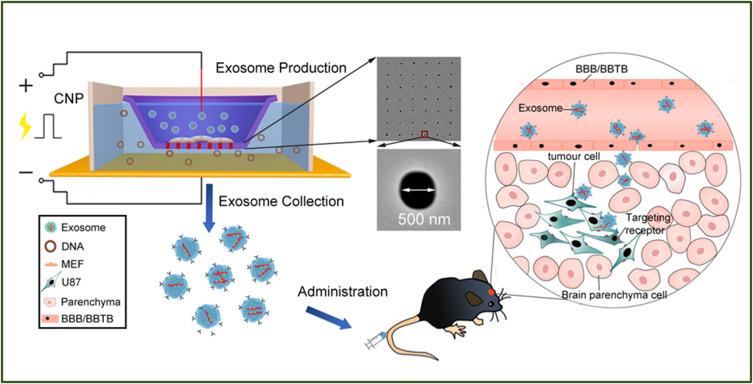 https://cdn.ncbi.nlm.nih.gov/pmc/blobs/6e6b/10924919/ffa636342e34/IJN-19-2241-g0004.jpg