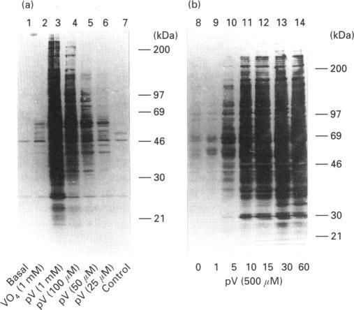 https://cdn.ncbi.nlm.nih.gov/pmc/blobs/6e6b/1137806/6b8921a0b71b/biochemj00096-0161-a.jpg