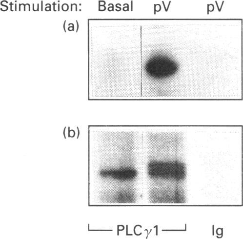 https://cdn.ncbi.nlm.nih.gov/pmc/blobs/6e6b/1137806/91e46799d434/biochemj00096-0163-a.jpg