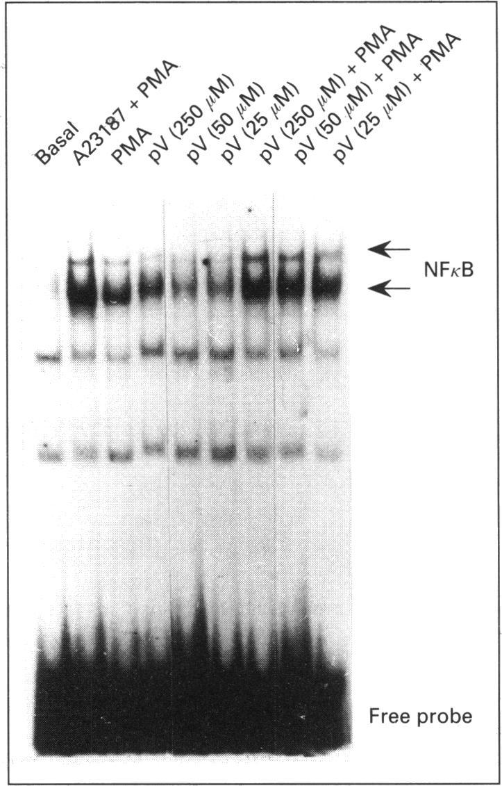 https://cdn.ncbi.nlm.nih.gov/pmc/blobs/6e6b/1137806/9d705013b932/biochemj00096-0165-a.jpg