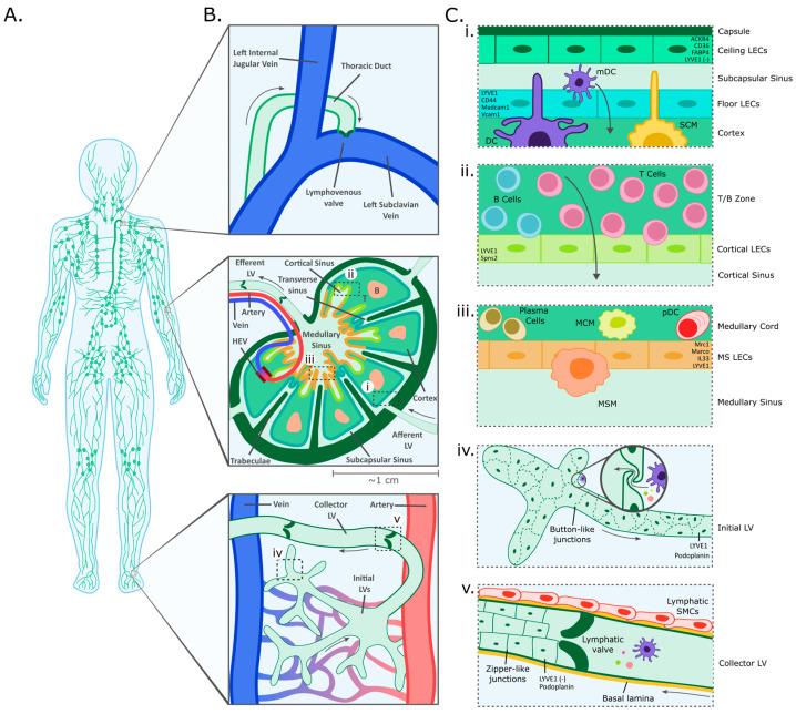 https://cdn.ncbi.nlm.nih.gov/pmc/blobs/6e6c/11640020/509477ebcada/cancers-16-04039-g001.jpg