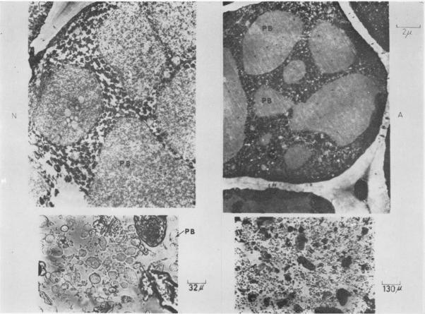 https://cdn.ncbi.nlm.nih.gov/pmc/blobs/6e6d/1086624/13fc5b684b3f/plntphys00498-0047-a.jpg
