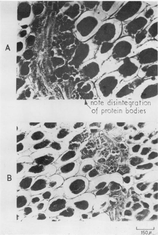 https://cdn.ncbi.nlm.nih.gov/pmc/blobs/6e6d/1086624/48a55439ca50/plntphys00498-0049-a.jpg