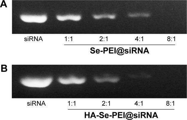 https://cdn.ncbi.nlm.nih.gov/pmc/blobs/6e77/5858822/69c7730e4428/ijn-13-1539Fig3.jpg