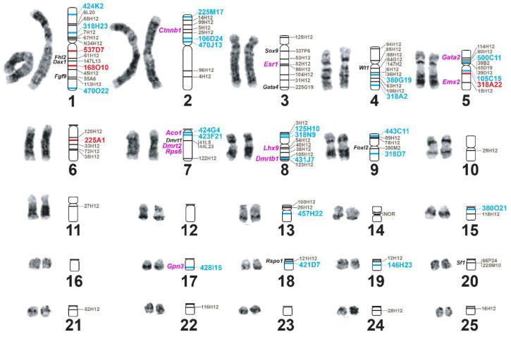 https://cdn.ncbi.nlm.nih.gov/pmc/blobs/6e77/7464131/46fb9eb77924/genes-11-00928-g001.jpg