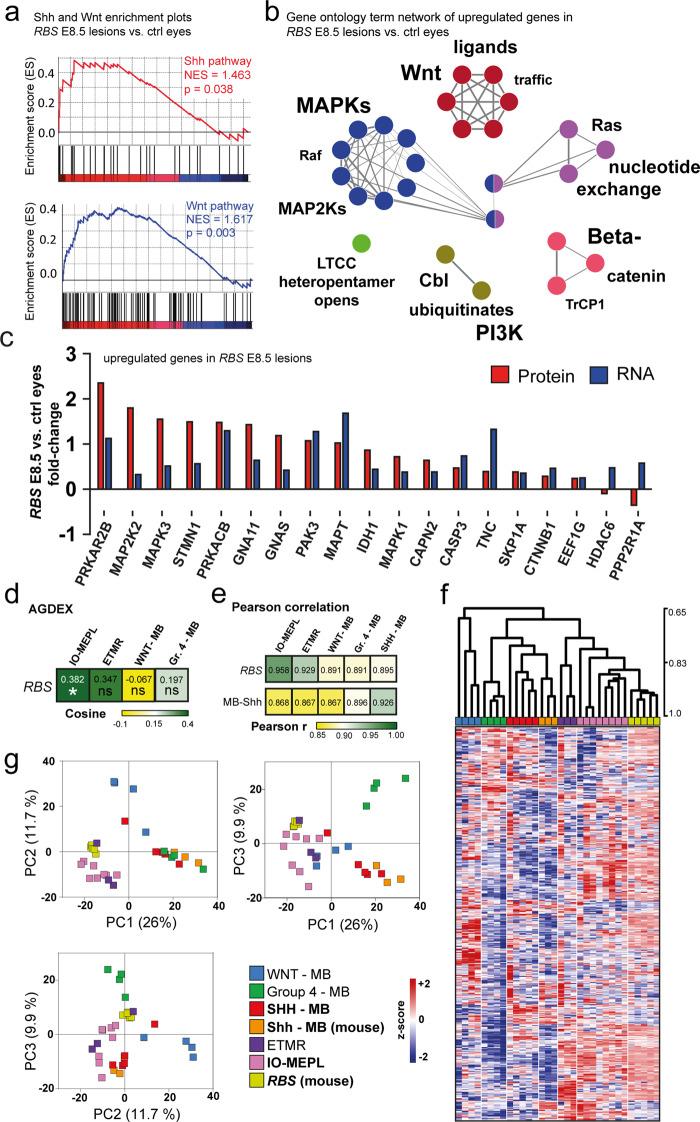 https://cdn.ncbi.nlm.nih.gov/pmc/blobs/6e78/8595639/e78441554c95/41389_2021_369_Fig5_HTML.jpg