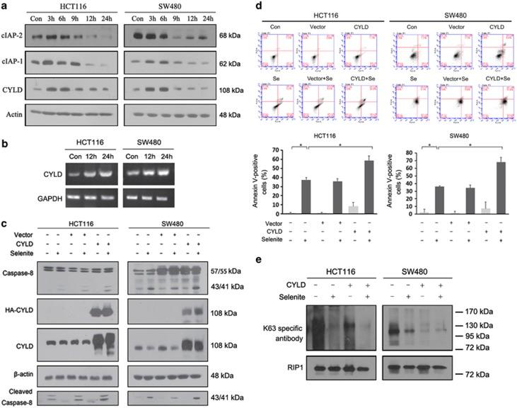 https://cdn.ncbi.nlm.nih.gov/pmc/blobs/6e7e/3944232/1998001e4e88/cddis201413f4.jpg