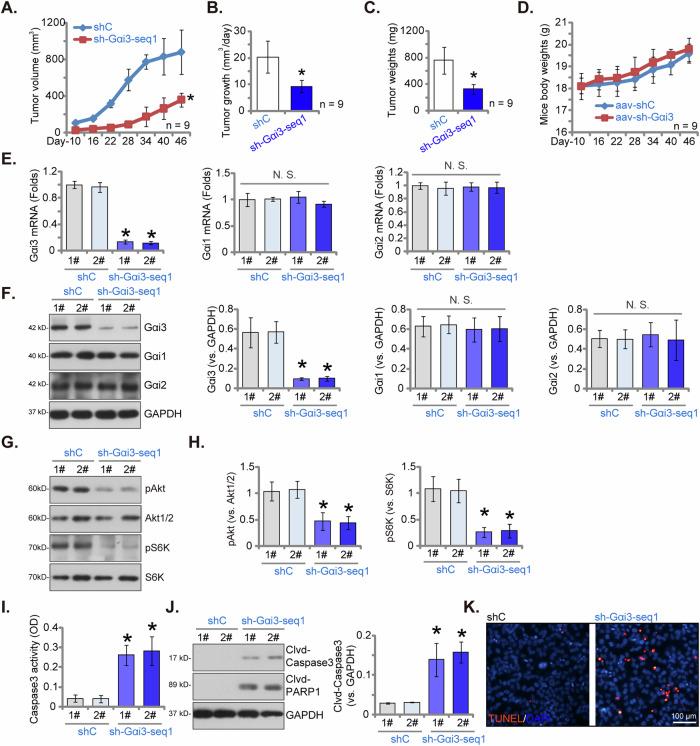 https://cdn.ncbi.nlm.nih.gov/pmc/blobs/6e80/11443079/c249953f70b1/41420_2024_2191_Fig7_HTML.jpg