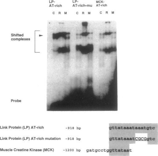 https://cdn.ncbi.nlm.nih.gov/pmc/blobs/6e80/307022/b9ffe231edaf/nar00012-0242-b.jpg