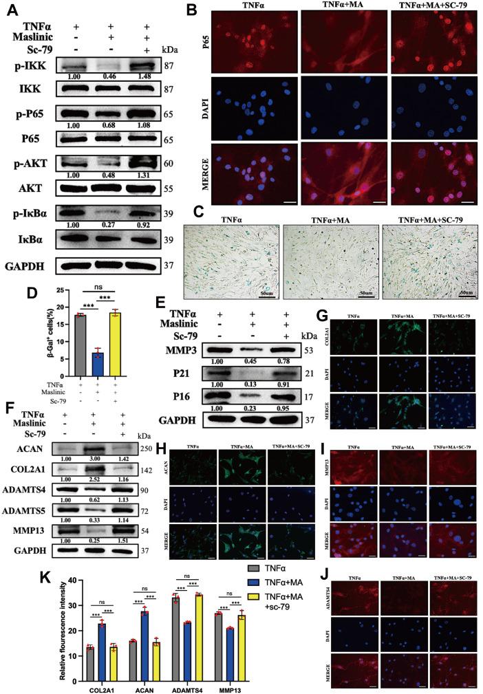 https://cdn.ncbi.nlm.nih.gov/pmc/blobs/6e82/11187486/97f65b8b8c15/ABBS-2023-537-t5.jpg