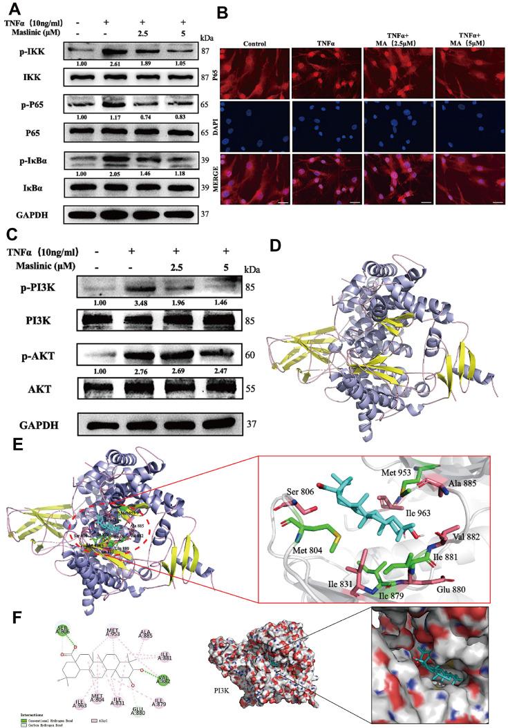 https://cdn.ncbi.nlm.nih.gov/pmc/blobs/6e82/11187486/aa0f6336a8d2/ABBS-2023-537-t4.jpg