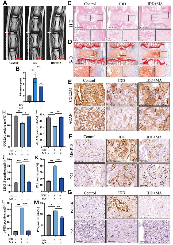 https://cdn.ncbi.nlm.nih.gov/pmc/blobs/6e82/11187486/be286aa11659/ABBS-2023-537-t6.jpg