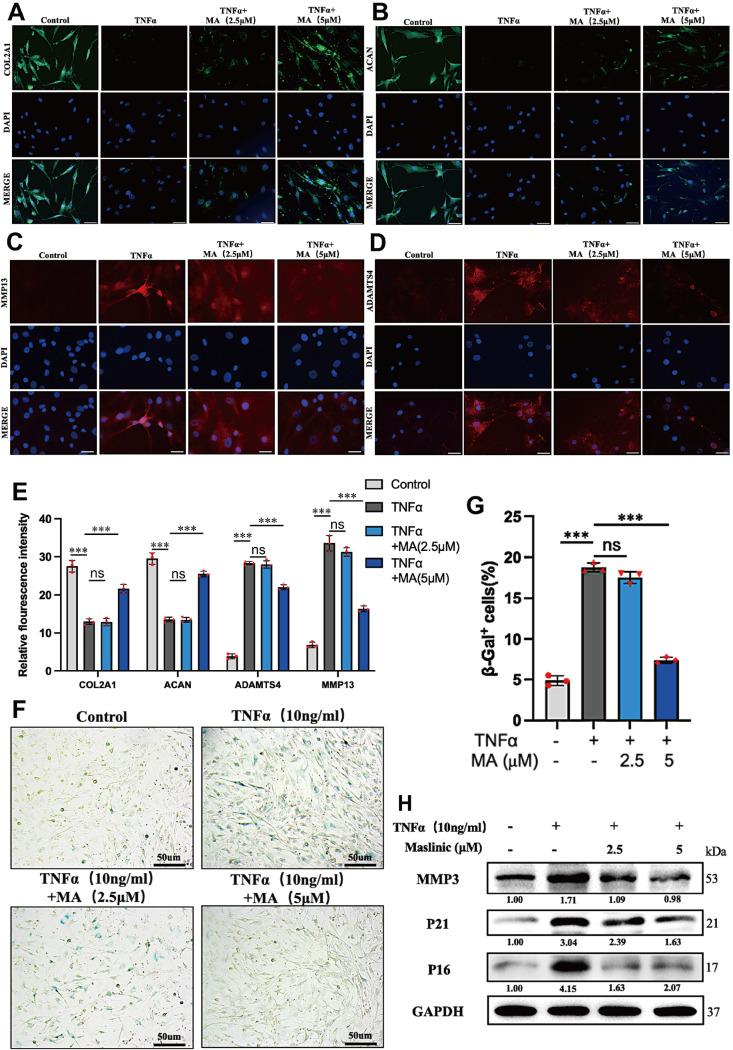 https://cdn.ncbi.nlm.nih.gov/pmc/blobs/6e82/11187486/fd716a28b937/ABBS-2023-537-t2.jpg