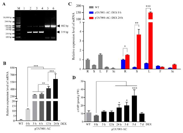 https://cdn.ncbi.nlm.nih.gov/pmc/blobs/6e82/8147800/7718c069840a/biomolecules-11-00688-g001.jpg
