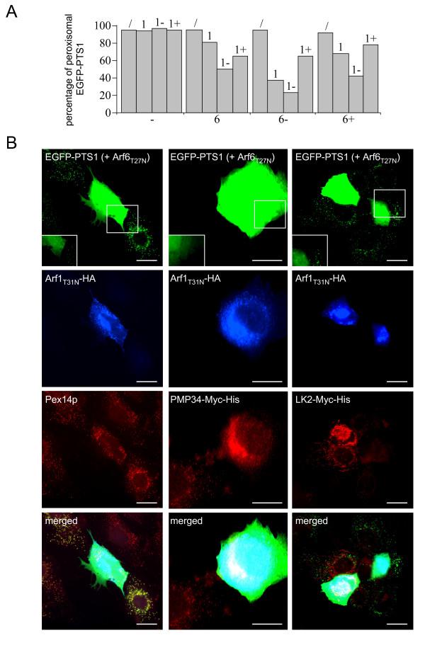 https://cdn.ncbi.nlm.nih.gov/pmc/blobs/6e83/3224584/2e62c063de5c/1471-2121-10-58-7.jpg