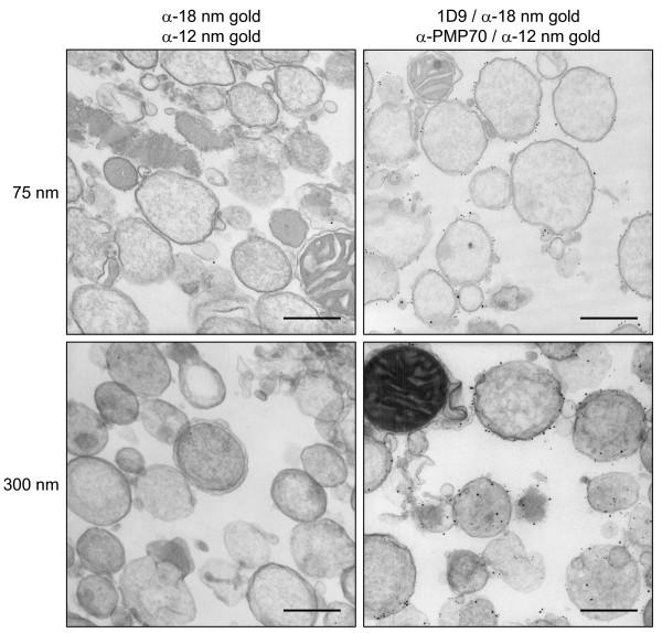 https://cdn.ncbi.nlm.nih.gov/pmc/blobs/6e83/3224584/964c89c130b9/1471-2121-10-58-3.jpg