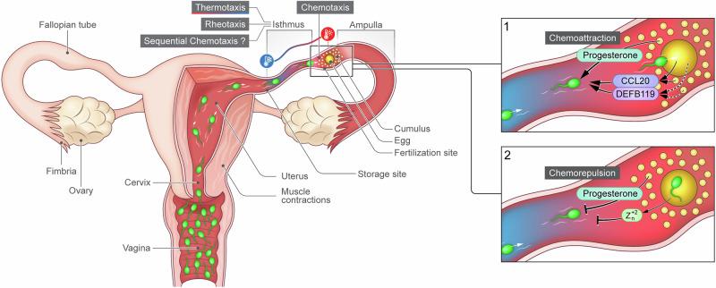 https://cdn.ncbi.nlm.nih.gov/pmc/blobs/6e88/12166083/3b725015743e/42003_2025_8358_Fig1_HTML.jpg
