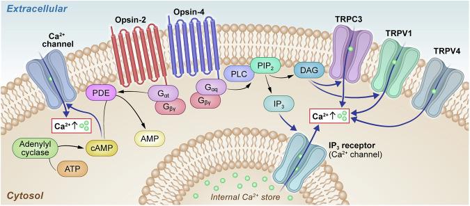 https://cdn.ncbi.nlm.nih.gov/pmc/blobs/6e88/12166083/6134406fb73f/42003_2025_8358_Fig2_HTML.jpg