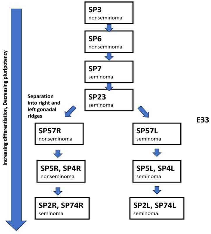 https://cdn.ncbi.nlm.nih.gov/pmc/blobs/6e8a/12071550/53d2dfd111f3/cells-14-00658-g003.jpg