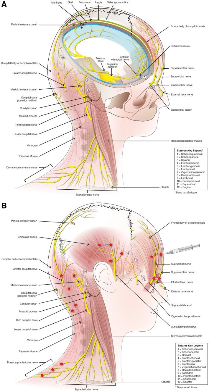 https://cdn.ncbi.nlm.nih.gov/pmc/blobs/6e8a/7496564/2285279eb0f2/HEAD-60-1259-g002.jpg
