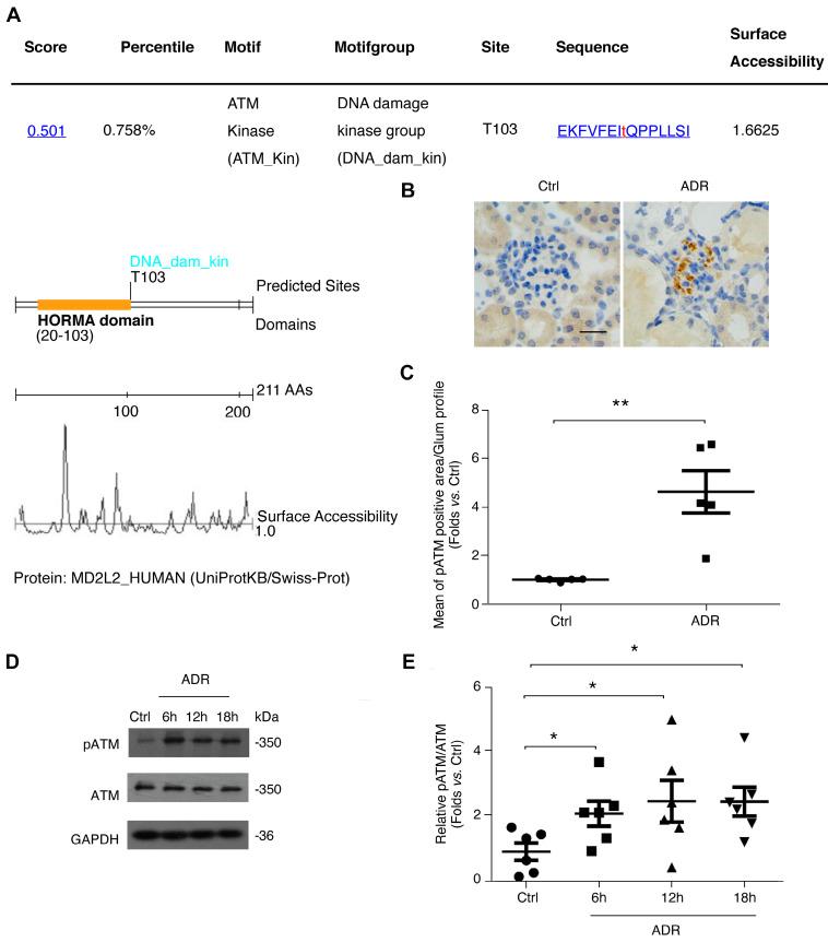 https://cdn.ncbi.nlm.nih.gov/pmc/blobs/6e8a/8579434/363a40bb48e8/ijbsv17p4396g005.jpg