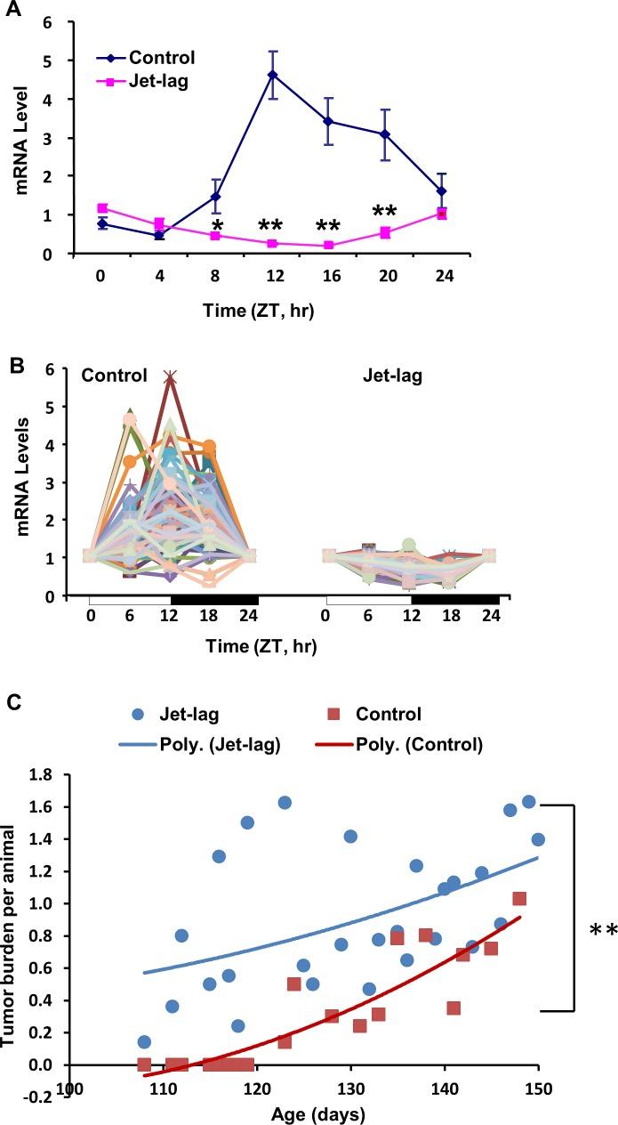 https://cdn.ncbi.nlm.nih.gov/pmc/blobs/6e8c/5464825/2e32892f0279/oncotarget-08-32752-g007.jpg