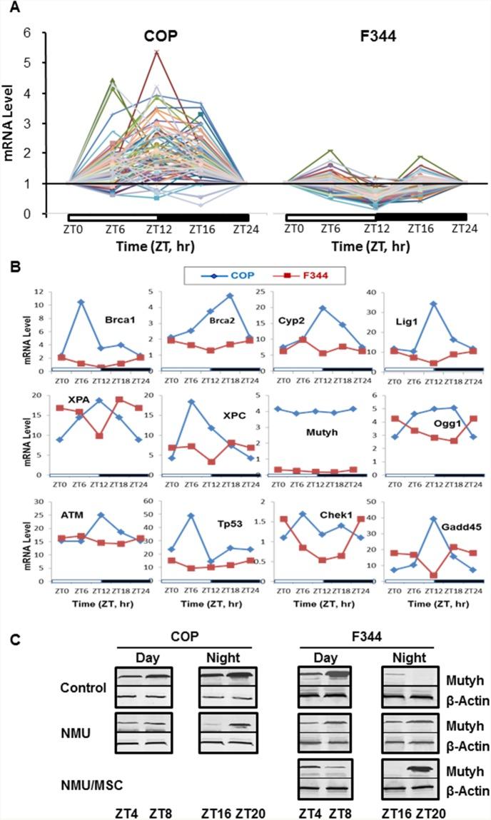 https://cdn.ncbi.nlm.nih.gov/pmc/blobs/6e8c/5464825/32853aab6960/oncotarget-08-32752-g002.jpg