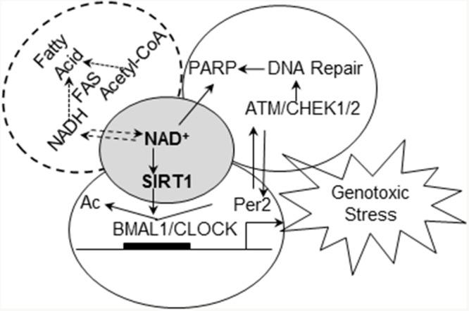 https://cdn.ncbi.nlm.nih.gov/pmc/blobs/6e8c/5464825/7b125543cc1a/oncotarget-08-32752-g008.jpg