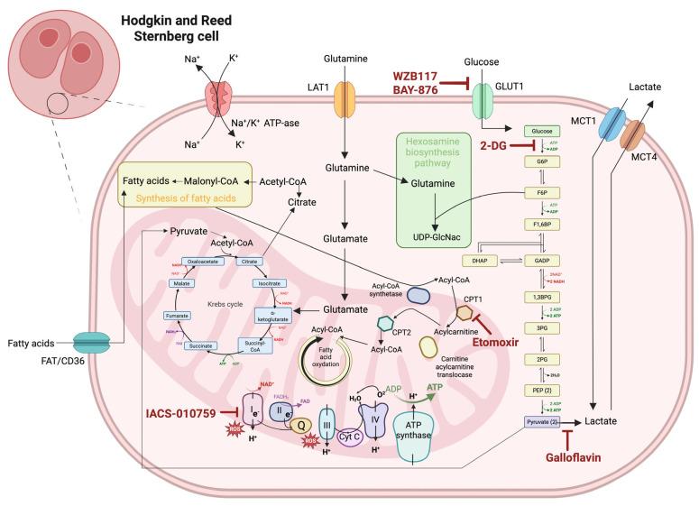 https://cdn.ncbi.nlm.nih.gov/pmc/blobs/6e97/12346973/05a9295a5b0a/ijms-26-07508-g001.jpg
