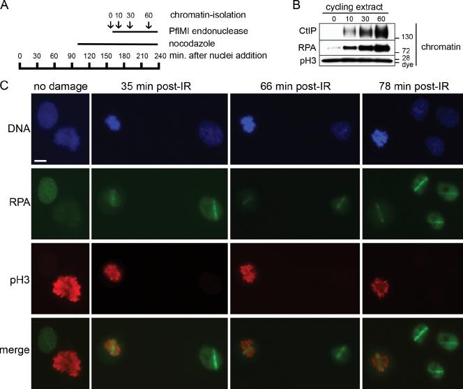 https://cdn.ncbi.nlm.nih.gov/pmc/blobs/6e9b/3171114/384965449538/JCB_201103103_RGB_Fig4.jpg