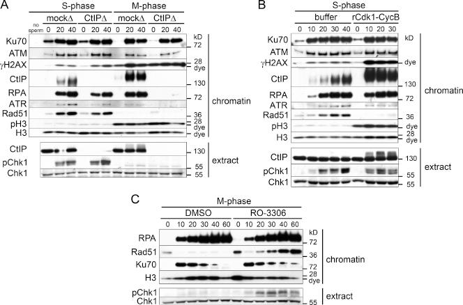 https://cdn.ncbi.nlm.nih.gov/pmc/blobs/6e9b/3171114/757abdbdbbb5/JCB_201103103_GS_Fig6.jpg