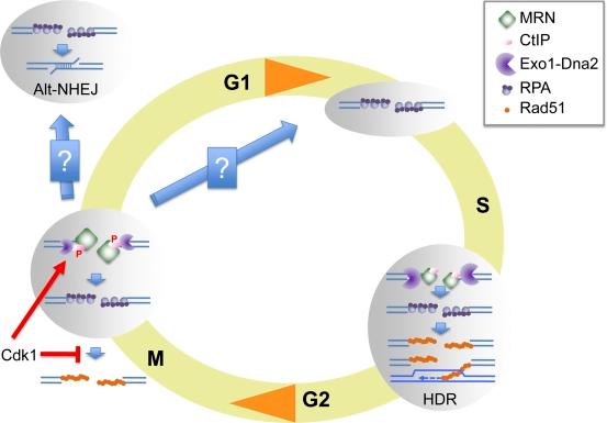 https://cdn.ncbi.nlm.nih.gov/pmc/blobs/6e9b/3171114/acebdbb76d22/JCB_201103103_RGB_Fig7.jpg