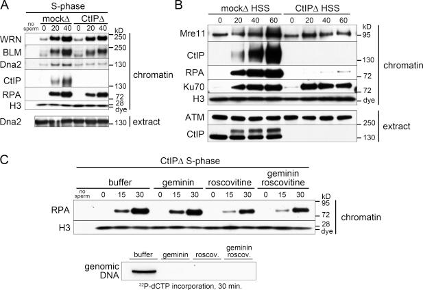 https://cdn.ncbi.nlm.nih.gov/pmc/blobs/6e9b/3171114/d2920085f398/JCB_201103103_GS_Fig2.jpg
