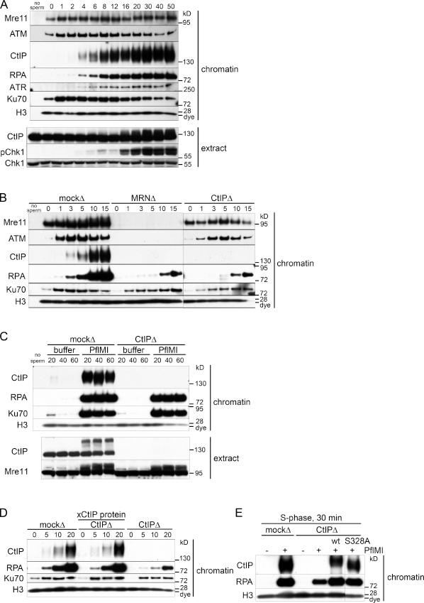 https://cdn.ncbi.nlm.nih.gov/pmc/blobs/6e9b/3171114/f54f4a63128b/JCB_201103103_GS_Fig1.jpg