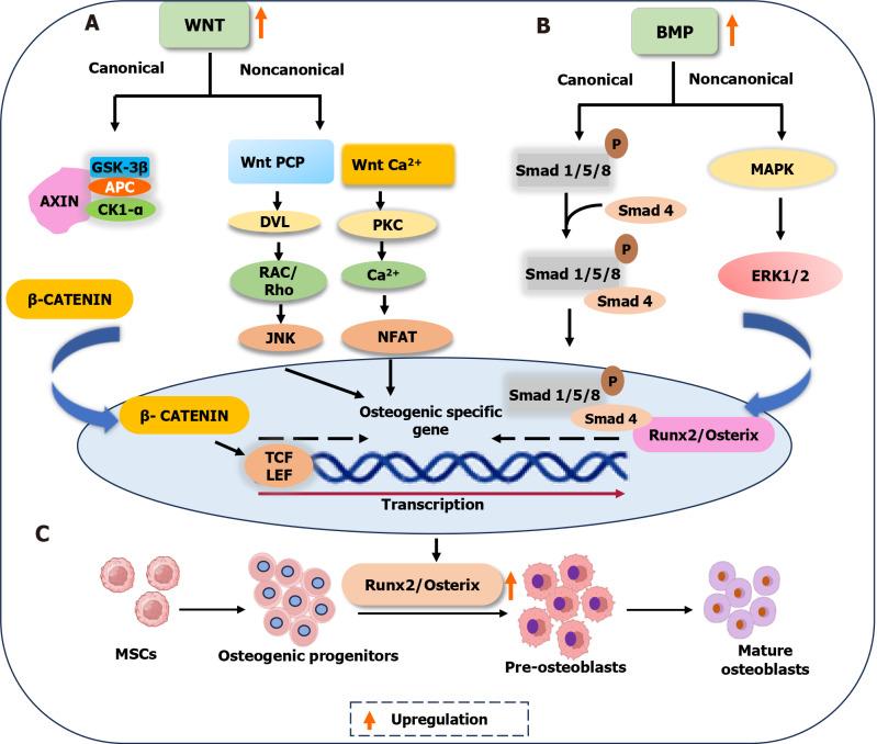 https://cdn.ncbi.nlm.nih.gov/pmc/blobs/6e9e/10915952/667272acb9e5/WJSC-16-102-g003.jpg