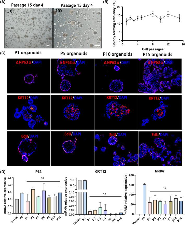 https://cdn.ncbi.nlm.nih.gov/pmc/blobs/6e9e/11533071/5e873f0ba729/CPR-57-e13704-g003.jpg