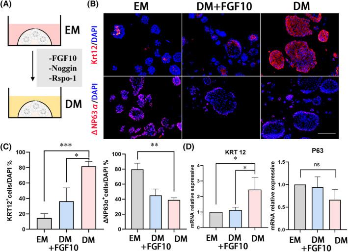 https://cdn.ncbi.nlm.nih.gov/pmc/blobs/6e9e/11533071/83a1cecc481f/CPR-57-e13704-g002.jpg