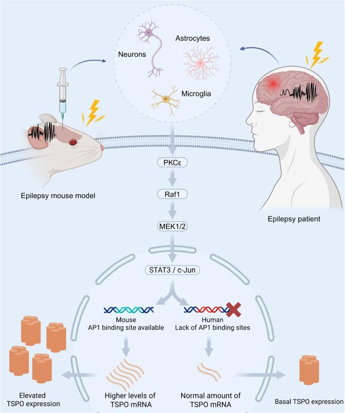 https://cdn.ncbi.nlm.nih.gov/pmc/blobs/6e9e/12369204/31c0dac54cb4/42494_2025_234_Fig1_HTML.jpg