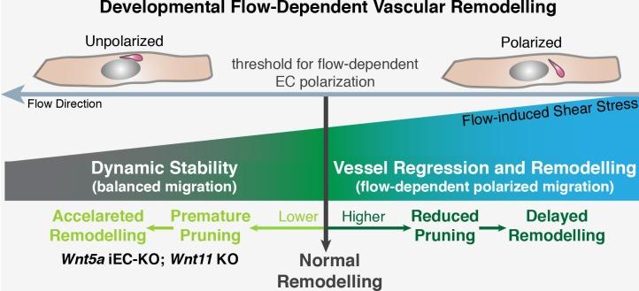 https://cdn.ncbi.nlm.nih.gov/pmc/blobs/6ea5/4798962/084f94d98d52/elife-07727-fig11.jpg