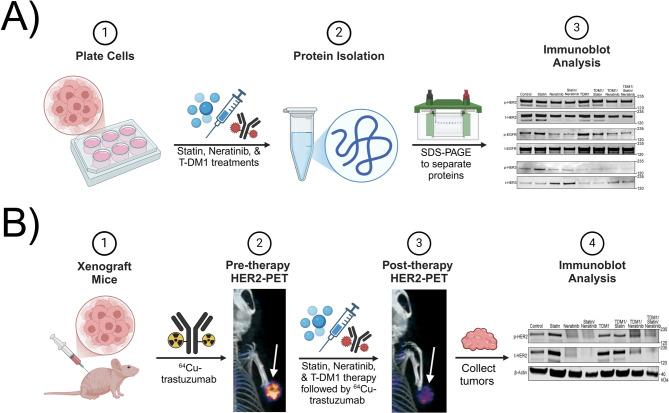 https://cdn.ncbi.nlm.nih.gov/pmc/blobs/6ea7/12081668/5703eea4f2a2/41598_2025_1947_Fig1_HTML.jpg