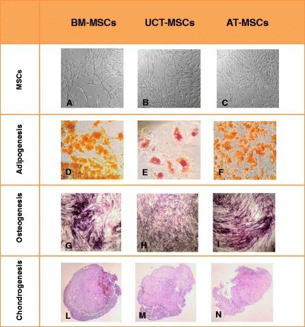 https://cdn.ncbi.nlm.nih.gov/pmc/blobs/6ea8/4997686/931cbf595f1d/13287_2016_383_Fig3_HTML.jpg