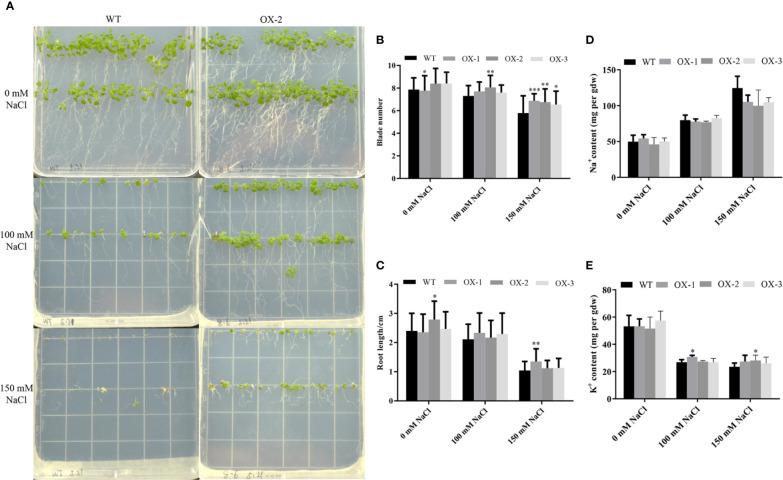 https://cdn.ncbi.nlm.nih.gov/pmc/blobs/6eac/7472804/8ea5331b243c/fpls-11-01112-g005.jpg