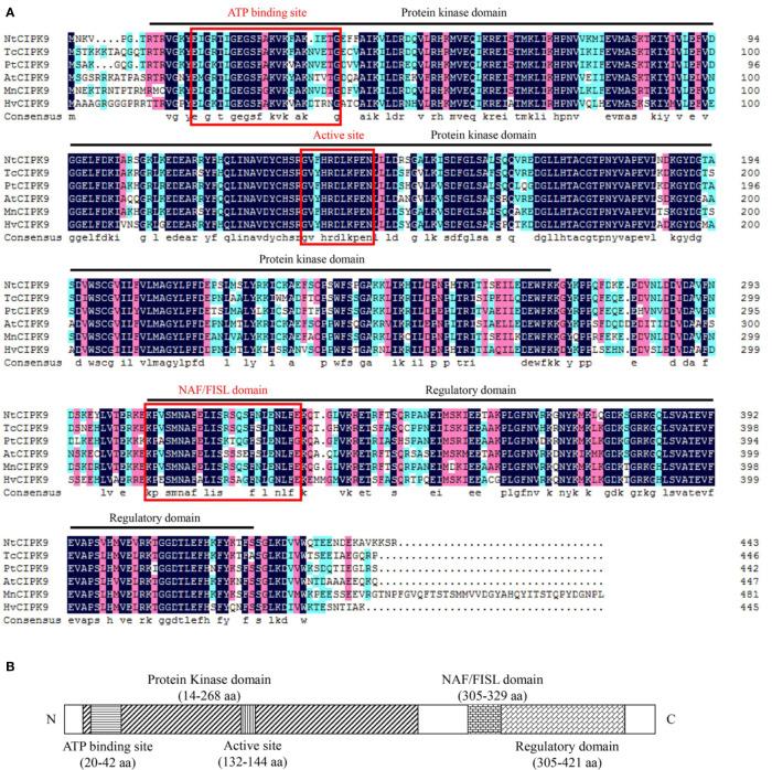 https://cdn.ncbi.nlm.nih.gov/pmc/blobs/6eac/7472804/f9a1228ffdee/fpls-11-01112-g001.jpg