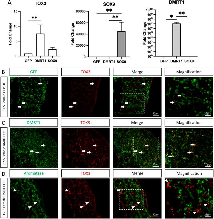 https://cdn.ncbi.nlm.nih.gov/pmc/blobs/6eaf/10108705/37e1b0fba62e/develop-150-201466-g7.jpg