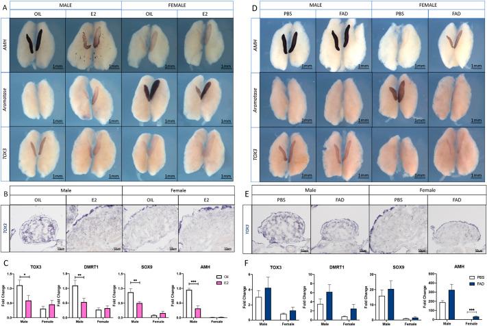 https://cdn.ncbi.nlm.nih.gov/pmc/blobs/6eaf/10108705/5dd3dc1190e7/develop-150-201466-g6.jpg