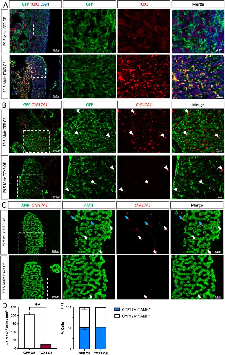 https://cdn.ncbi.nlm.nih.gov/pmc/blobs/6eaf/10108705/75d480991250/develop-150-201466-g3.jpg